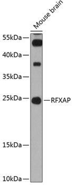 Anti-RFXAP Antibody (CAB12035)