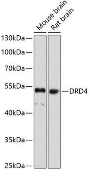 Anti-DRD4 Antibody (CAB1337)