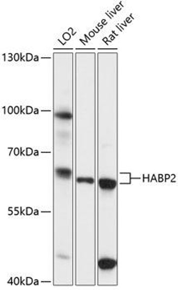 Anti-HABP2 Antibody (CAB14565)