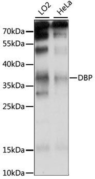 Anti-DBP Antibody (CAB15270)
