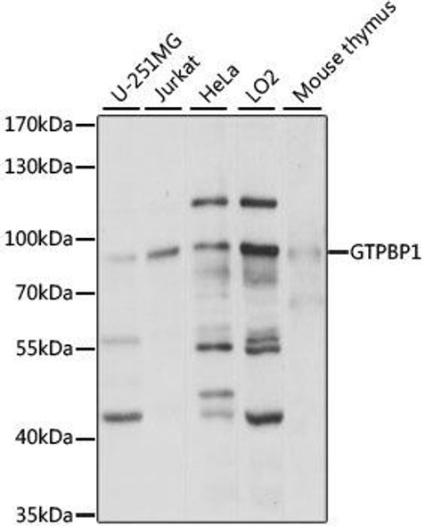 Anti-GTPBP1 Antibody (CAB15359)