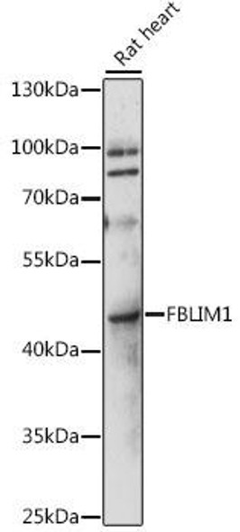 Anti-FBLIM1 Antibody (CAB15850)