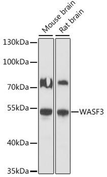 Anti-WASF3 Antibody (CAB16274)
