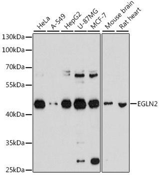 Anti-EGLN2 Antibody (CAB2252)