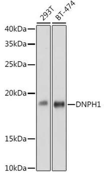 Anti-DNPH1 Antibody (CAB2382)