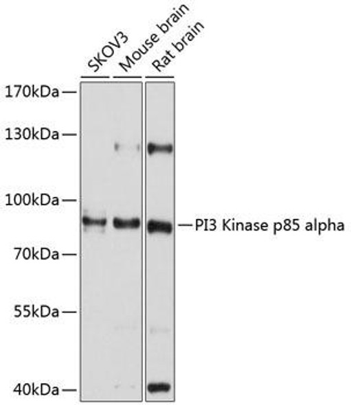 Anti-PI3 Kinase p85 alpha Antibody (CAB11526)