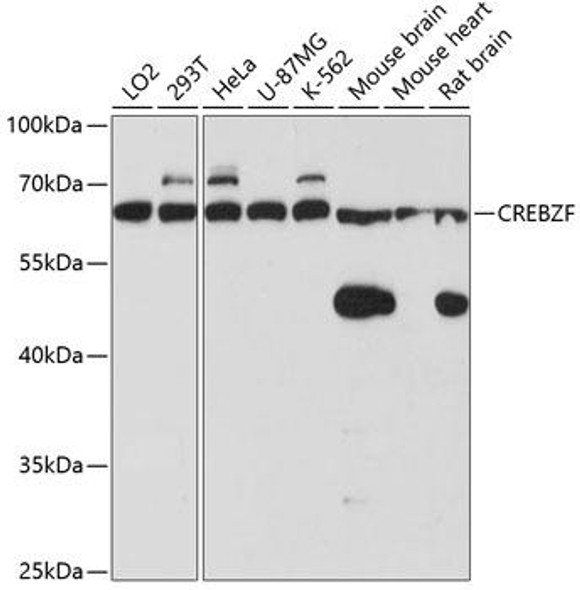 Anti-CREBZF Antibody (CAB3477)