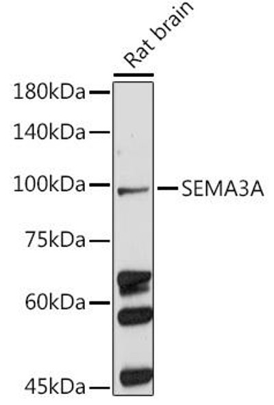 Anti-SEMA3A Antibody (CAB5700)