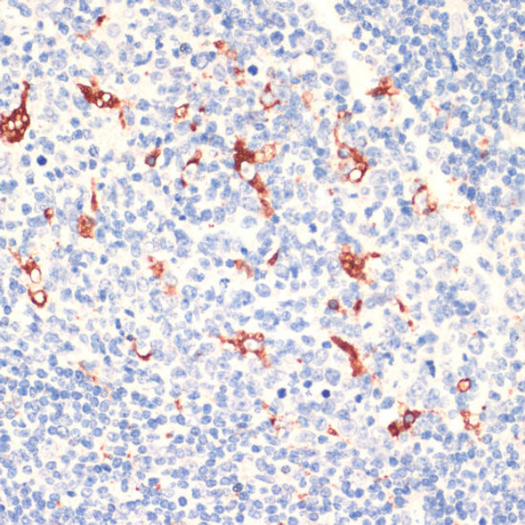Anti-CD68 Antibody (CAB6554)