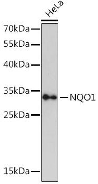 Anti-NQO1 Antibody (CAB16830)
