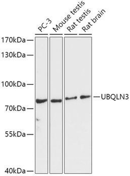 Anti-UBQLN3 Antibody (CAB17697)