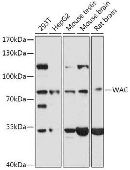 Anti-WAC Antibody (CAB17703)