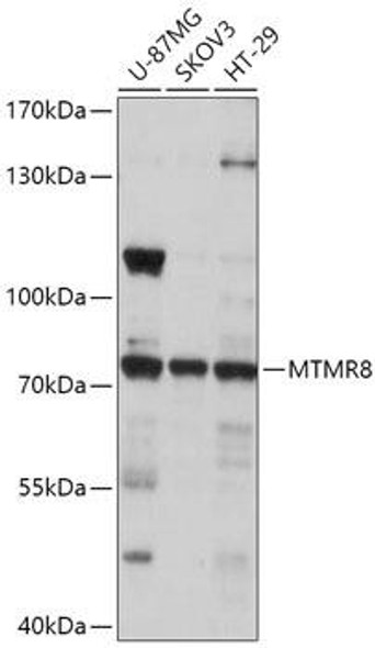 Anti-MTMR8 Antibody (CAB17723)
