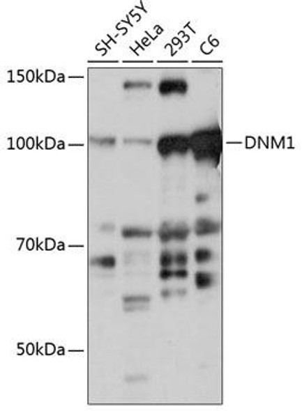 Anti-DNM1 Antibody (CAB18583)