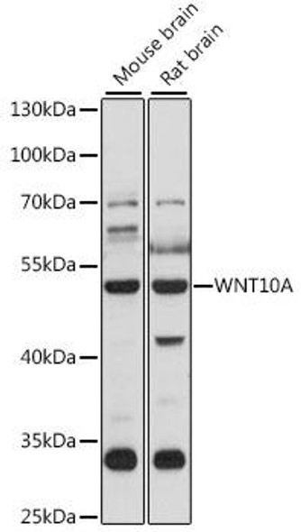 Anti-WNT10A Antibody (CAB15602)