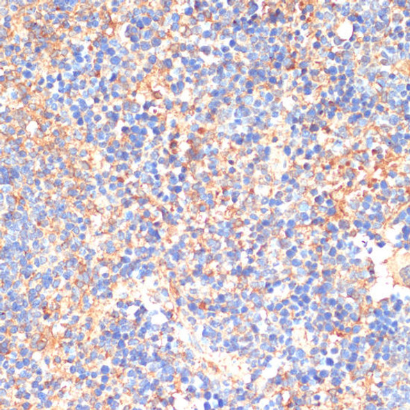 Anti-SIGLEC3/CD33 Antibody (CAB2059)