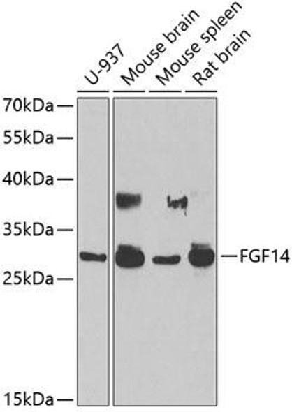 Anti-FGF14 Antibody (CAB6588)