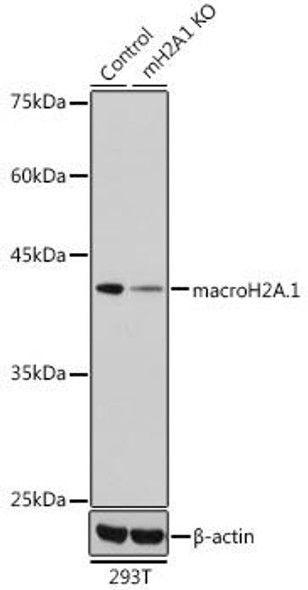 Anti-macroH2A.1 Antibody (CAB7045)[KO Validated]
