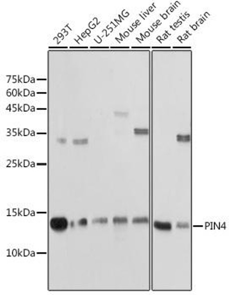 Anti-PIN4 Antibody (CAB18173)