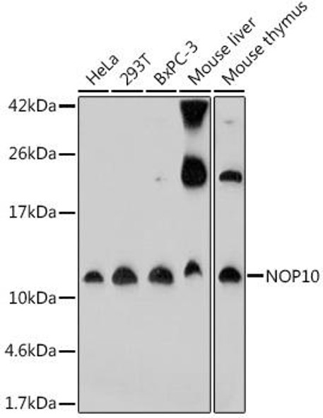 Anti-NOP10 Antibody (CAB18250)