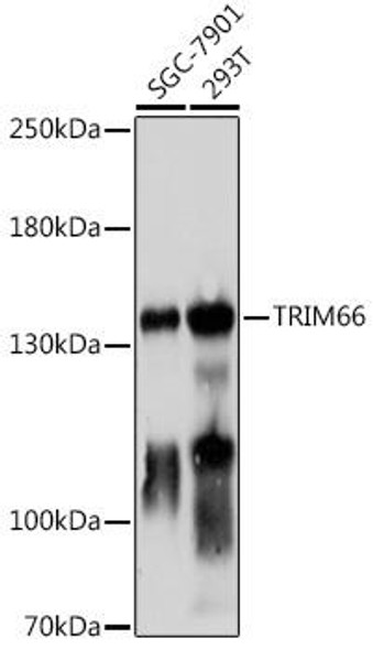 Anti-TRIM66 Antibody (CAB18411)