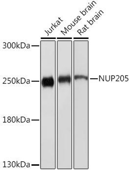 Anti-NUP205 Antibody (CAB18427)