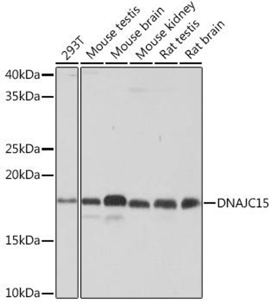 Anti-DNAJC15 Antibody (CAB4825)