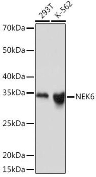 Anti-NEK6 Antibody (CAB3536)