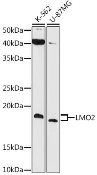 Anti-LMO2 Antibody (CAB6832)