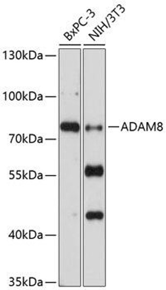 Anti-ADAM8 Antibody (CAB10497)