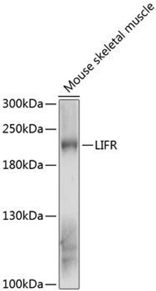 Anti-LIFR Antibody (CAB12783)