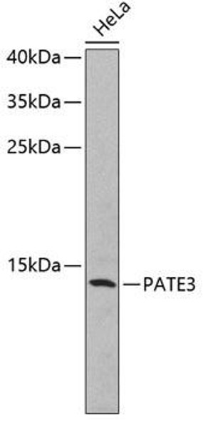 Anti-PATE3 Antibody (CAB2204)