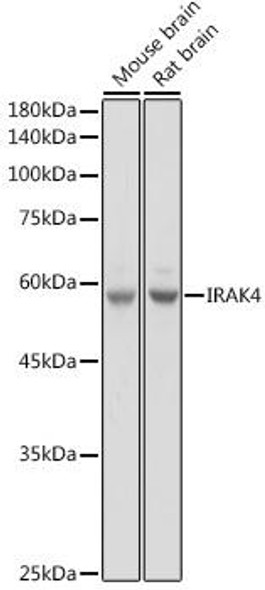 Anti-IRAK4 Antibody (CAB6208)