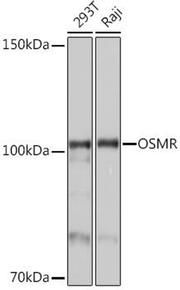 Anti-OSMR Antibody (CAB6681)