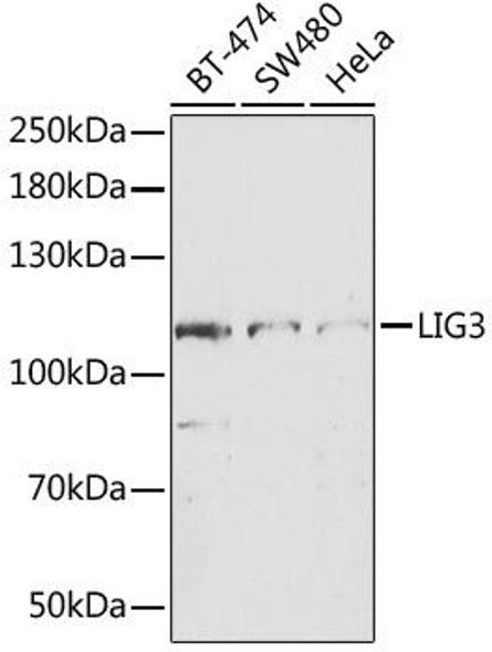 Anti-LIG3 Antibody (CAB13507)