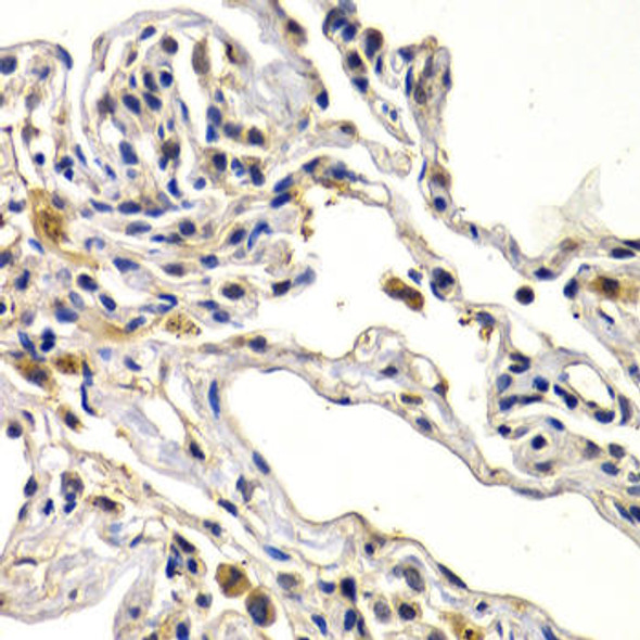 Anti-WNT3A Antibody (CAB13601)