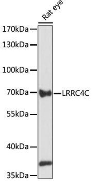 Anti-LRRC4C Antibody (CAB15491)