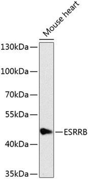 Anti-ESRRB Antibody (CAB8416)