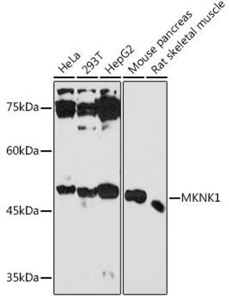 Anti-MKNK1 Antibody (CAB18429)