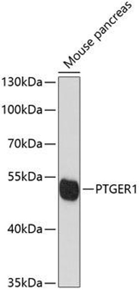 Anti-PTGER1 Antibody (CAB12310)