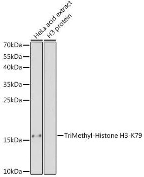 Anti-TriMethyl-Histone H3-K79 Antibody (CAB2369)