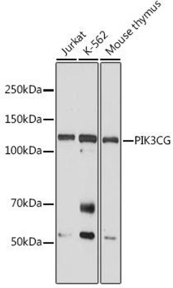 Anti-PIK3CG Antibody (CAB6688)