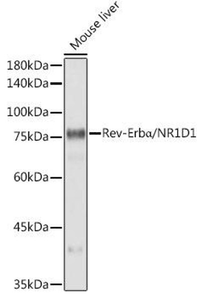 Anti-Rev-Erbalpha/NR1D1 Antibody (CAB20452)