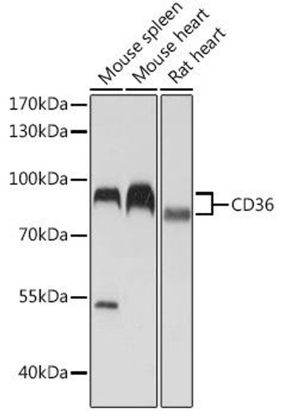 Anti-CD36 Antibody (CAB5792)