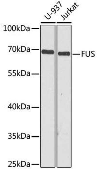 Anti-FUS Antibody (CAB5921)[KO Validated]