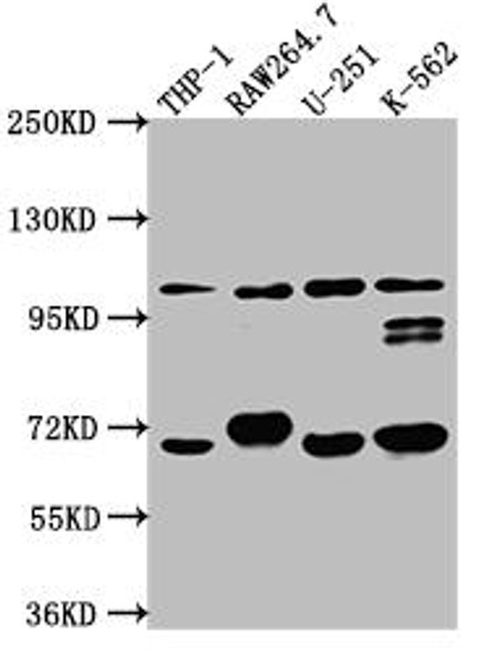 Anti-TLR5 Antibody (RACO0446)