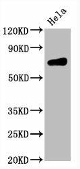 Anti-CD86 Antibody (RACO0034)