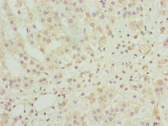 NINL Antibody (PACO44684)