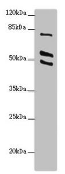 RUFY2 Antibody (PACO44686)