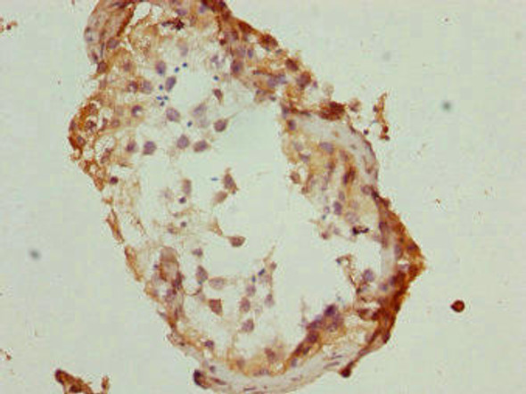 TBPL1 Antibody (PACO44700)